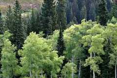 aspens8