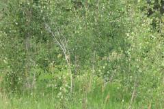 Summer aspen trees Rye Colorado