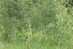 Summer aspen trees Rye Colorado