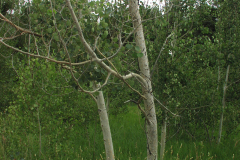 Summer aspen trees Rye Colorado