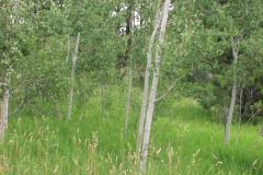 Summer aspen trees Rye Colorado
