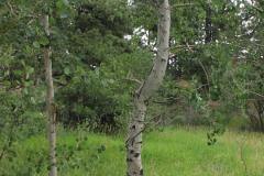 Summer aspen trees Rye Colorado