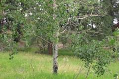 Summer aspen trees Rye Colorado