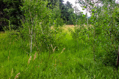 Summer aspen trees Rye Colorado