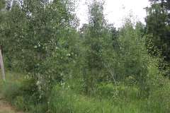Summer aspen trees Rye Colorado