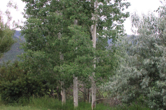Summer aspen trees Rye Colorado
