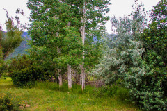 Summer aspen trees Rye Colorado