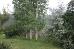 Summer aspen trees Rye Colorado