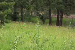 Summer aspen trees Rye Colorado