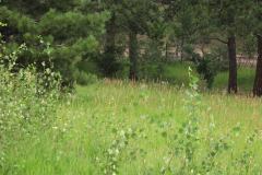 Summer aspen trees Rye Colorado