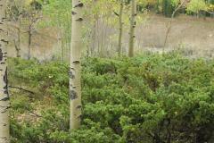 Snow Mountain Ranch Plein Air Trip with PAPA - aspen trees,
