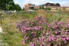 Aster-near-Eiteljorg-Museum-2-1