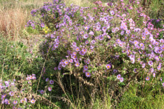 Aster-near-Eiteljorg-Museum-2-11