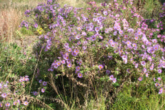 Aster-near-Eiteljorg-Museum-2-12