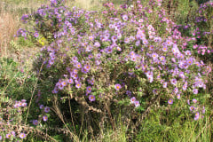 Aster-near-Eiteljorg-Museum-2-13