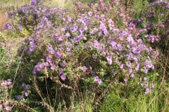 Aster-near-Eiteljorg-Museum-2-14