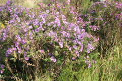 Aster-near-Eiteljorg-Museum-2-17