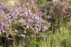 Aster-near-Eiteljorg-Museum-2-19