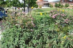 Aster-near-Eiteljorg-Museum-2-2