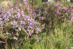 Aster-near-Eiteljorg-Museum-2-21