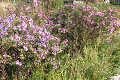 Aster-near-Eiteljorg-Museum-2-22