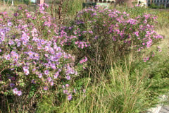 Aster-near-Eiteljorg-Museum-2-23