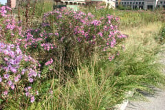 Aster-near-Eiteljorg-Museum-2-27