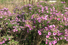 Aster-near-Eiteljorg-Museum-2-28