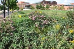 Aster-near-Eiteljorg-Museum-2-3