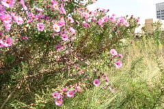 Aster-near-Eiteljorg-Museum-2-30