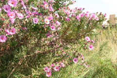 Aster-near-Eiteljorg-Museum-2-31
