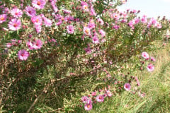Aster-near-Eiteljorg-Museum-2-32