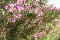 Aster-near-Eiteljorg-Museum-2-33