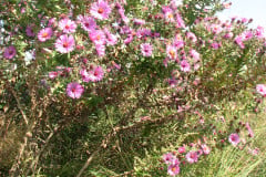 Aster-near-Eiteljorg-Museum-2-34