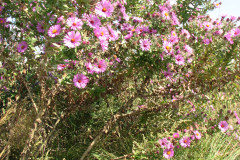 Aster-near-Eiteljorg-Museum-2-35