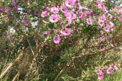 Aster-near-Eiteljorg-Museum-2-36