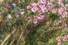 Aster-near-Eiteljorg-Museum-2-37
