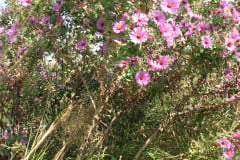 Aster-near-Eiteljorg-Museum-2-38