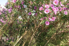 Aster-near-Eiteljorg-Museum-2-39