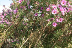 Aster-near-Eiteljorg-Museum-2-40