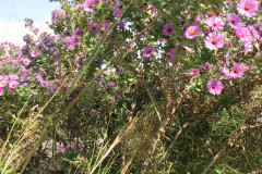 Aster-near-Eiteljorg-Museum-2-41