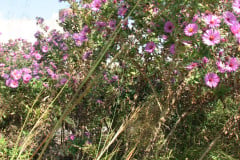 Aster-near-Eiteljorg-Museum-2-42