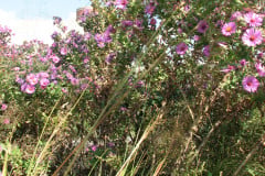 Aster-near-Eiteljorg-Museum-2-43