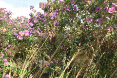 Aster-near-Eiteljorg-Museum-2-44