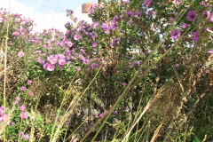 Aster-near-Eiteljorg-Museum-2-45