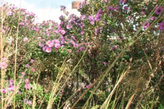 Aster-near-Eiteljorg-Museum-2-46