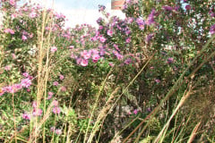 Aster-near-Eiteljorg-Museum-2-47