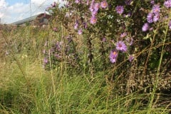 Aster-near-Eiteljorg-Museum-2-48
