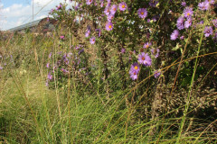 Aster-near-Eiteljorg-Museum-2-49