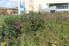 Aster-near-Eiteljorg-Museum-2-5